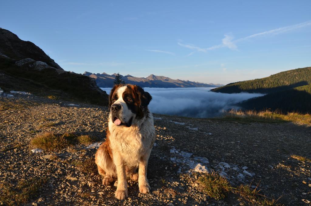 Rifugio Capanna Passo Valles Falcade Eksteriør bilde